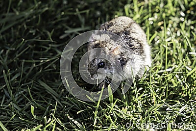Hamster in a lawn close up Stock Photo