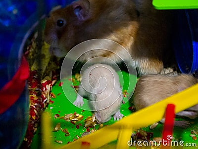 Hamster nest close-up. Many small hamsters in the nest Stock Photo