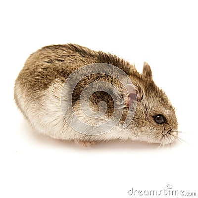 Hamster Stock Photo