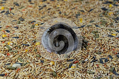 Hamster on cereal grains Stock Photo