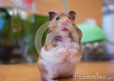 A hamster staring at me Stock Photo
