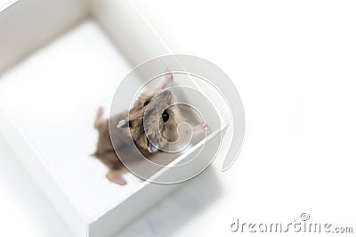 Hamster trying to get out of the white box, top view, shallow depth of field, on a pure white background. Muzzle hamster, looking Stock Photo