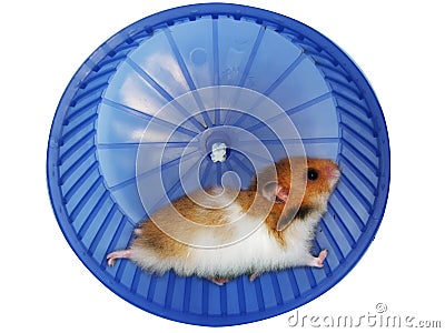 Hamster in a wheel Stock Photo