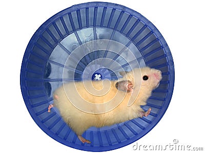 Hamster in a wheel Stock Photo