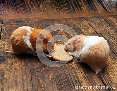 Hamsters Stock Photo