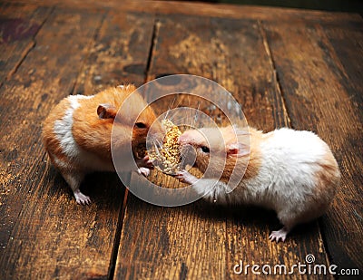 Hamsters Stock Photo