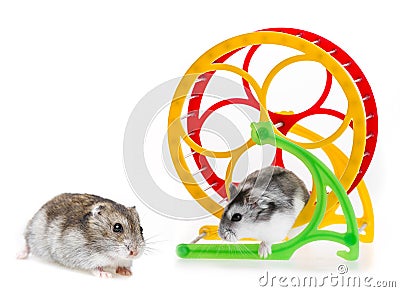 Hamsters Stock Photo