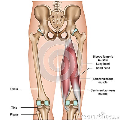 Hamstring muscle anatomy 3d medical illustration on white background Cartoon Illustration