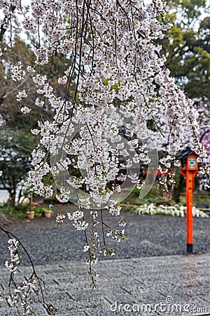 Hanami celebration in a Japanese park Stock Photo