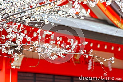 Hanazono Shrine in Shinjuku, Tokyo Stock Photo