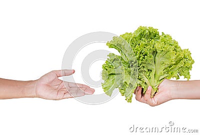 Hand accept a lettuce Stock Photo