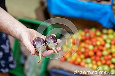 Hand of adult man demonstrate couple of purple brinjals with leaves. Small eggplants selling at Goa bazaar in India. Stock Photo