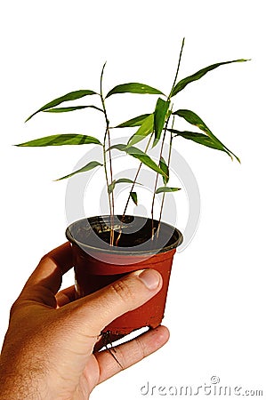 Hand of adult man holding plastic flowerpot with Moso bamboo Phyllostachys edulis plants Stock Photo