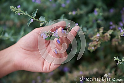 The hand of an adult woman gracefully touches a lavender blossom Stock Photo