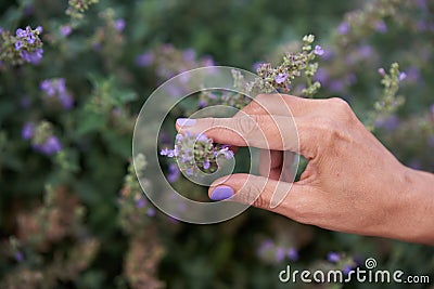 The hand of an adult woman gracefully touches a lavender blossom Stock Photo