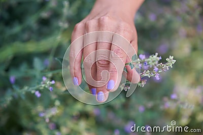 The hand of an adult woman gracefully touches a lavender blossom Stock Photo