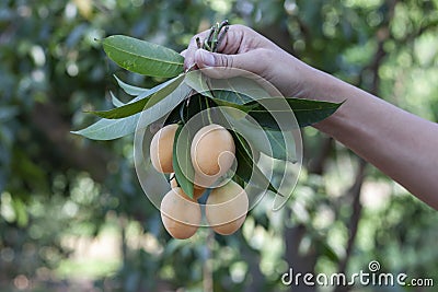 Hand of agriculturist holding a bunch of Sweet Yellow Marian Plum or Plum Mango in the garden. Stock Photo