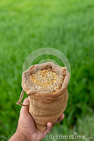 Hand bags of paddy sacks rice Stock Photo