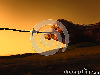 Hand on the barbed wire against the orange sky. The concept of freedom and prison.. Stock Photo