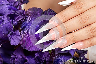 Hand with long artificial french manicured nails and a purple Iris flower Stock Photo