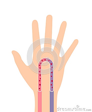 Hand blood circulation illustration simplified image Vector Illustration