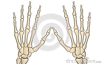 Hand bone Cartoon Illustration