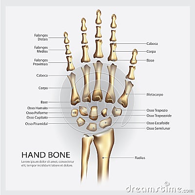 Hand Bone Anatomy with Detail Vector Illustration