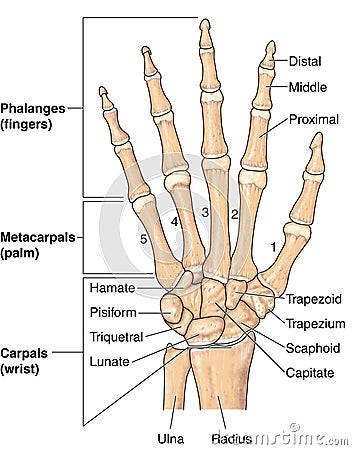 Hand bones Vector Illustration