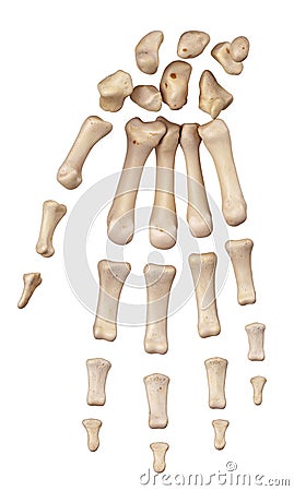 The hand bones Cartoon Illustration