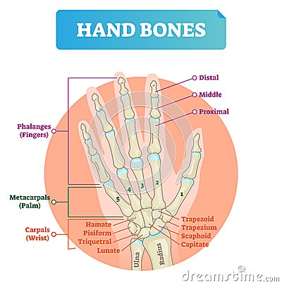 Hand bones vector illustration. Labeled educational arm structure. Vector Illustration