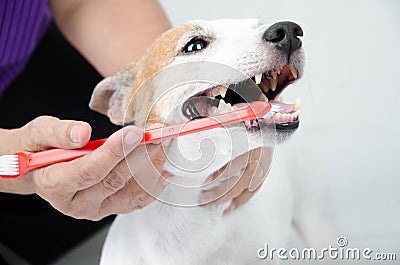 Hand brushing dog's tooth for dental Stock Photo