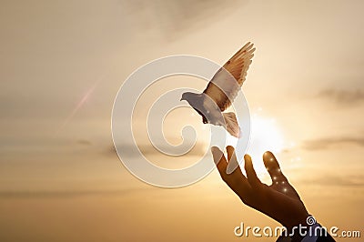 Hand of a businessman releases a dove against the background of a sunny sunset Stock Photo