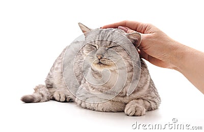 Hand caress the cat Stock Photo