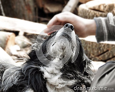 Hand caressing dog Stock Photo