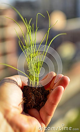 Caucasian man holds a clod of earth with a chive seedling Stock Photo