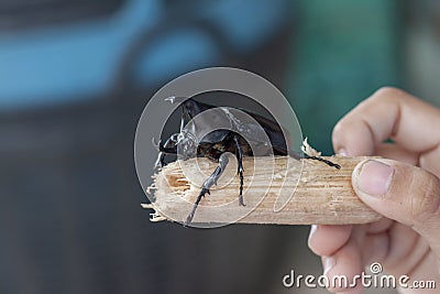 Hand of child holds a dried cane with a dynastinae or stag beetle. Stock Photo