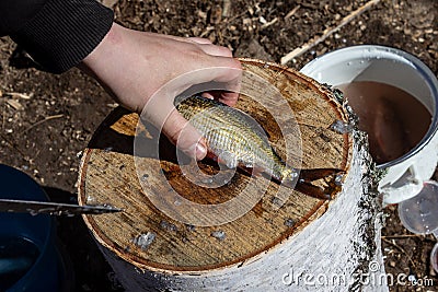 Hand cleans with a knife, caught river fish on a stump. The fisherman cleans the fish. A small fish lies on a birch stump. Fishing Stock Photo