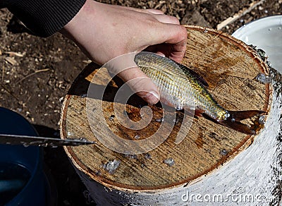 Hand cleans with a knife, caught river fish on a stump. The fisherman cleans the fish. A small fish lies on a birch stump. Fishing Stock Photo