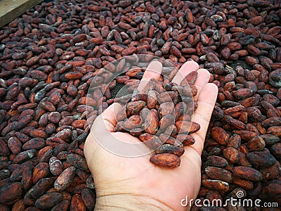 Hand and cocoa beans. The chocolat in process Stock Photo