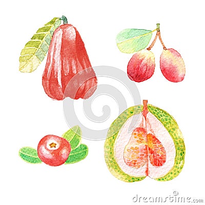 Hand dawn set with watercolor fruits, fresh food Stock Photo