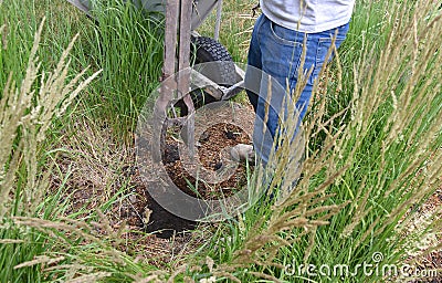 Digging a pole hole for a new fence Stock Photo