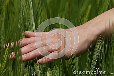 Hand on a grain field Stock Photo