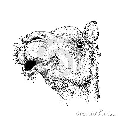 Hand draw camel portrait. Hand draw vector illustration Vector Illustration