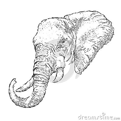 Hand draw elephant portrait. Hand draw vector illustration Vector Illustration