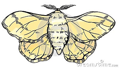 Hand draw illustration butterfly silkworm. For textil, wedding, beautiful background. Cartoon Illustration