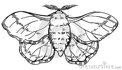 Hand draw illustration butterfly silkworm. For textil, wedding, beautiful background. Cartoon Illustration