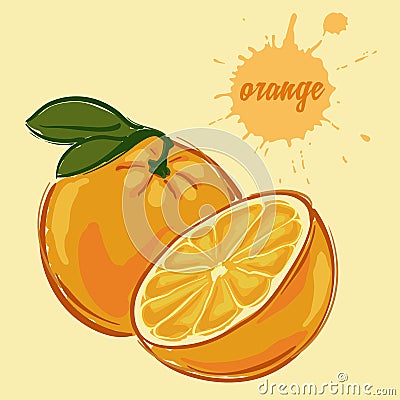 Hand draw of orange Vector Illustration