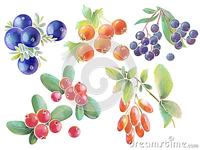 set of illustrations colored watercolor style bright design elements wild berries edible botany on a white background Cartoon Illustration