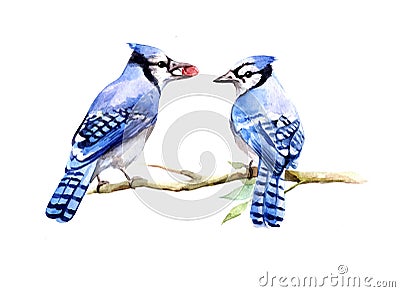 Watercolor illustration with two blue jays birds Stock Photo