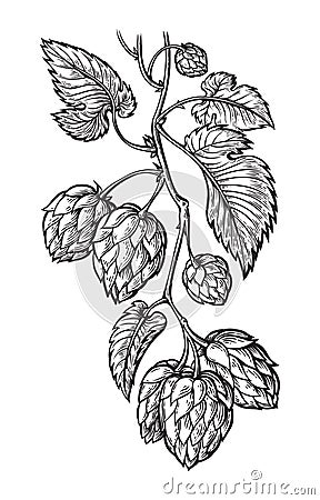 Hand drawing of a branch of hops. Vector Illustration